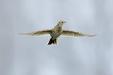 Eurasian Skylark (Alauda arvensis)