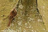 Eurasian treecreeper (Certhia familiaris)