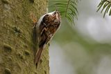 Eurasian treecreeper (Certhia familiaris)