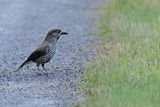 Spotted Nutcracker (Nucifraga caryocatactes)