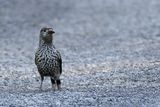 Spotted Nutcracker (Nucifraga caryocatactes)