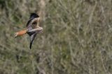 Red Kite (Milvus milvus) 