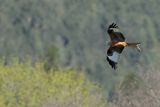 Red Kite (Milvus milvus) 