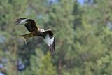 Red Kite (Milvus milvus) 