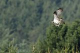 Osprey (Pandion haliaetus) 