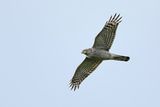 Eurasian Sparrowhawk (Accipiter nisus) 