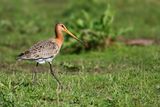 Black-tailed Godwit (Limosa limosa)
