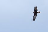 Western Marsh Harrier (Circus aeruginosus)