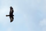 Western Marsh Harrier (Circus aeruginosus)