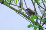 Cettis warbler (Cettia cetti) 