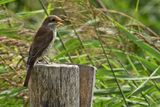 Red-backed Shrike (Lanius collurio)