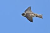 Sand Martin (Riparia riparia)