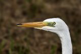 Great Egret (Ardea alba)