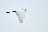 Great Egret (Ardea alba)