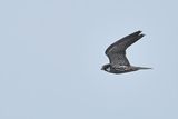 Hobby (Falco subbuteo)