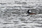 Hooded Merganser - (Lophodytes cucullatus)