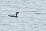 Pacific Diver - (Gavia pacifica)