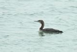 Pacific Diver - (Gavia pacifica)