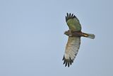 Western Marsh Harrier (Circus aeruginosus)
