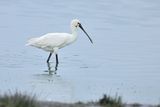 Eurasian Spoonbill (Platalea leucorodia)