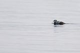 Spectacled Eider - (Somateria_fischeri)