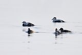 Spectacled Eider - (Somateria_fischeri)