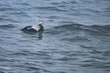 Spectacled Eider - (Somateria_fischeri)