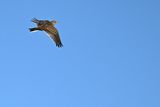 Eurasian Skylark (Alauda arvensis)