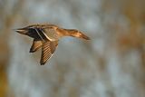 Northern Shoveler (Anas clypeata)