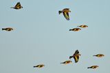 European Goldfinch (Carduelis carduelis)