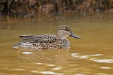 Common Teal (Anas crecca) 