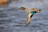 Common Teal (Anas crecca) 