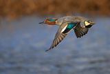 Common Teal (Anas crecca) 