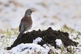Fieldfare (Turdus pilaris)
