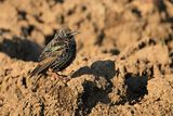 European Starling (Sturnus vulgaris)