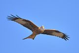 Red Kite (Milvus milvus) 