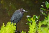 Little Blue Heron (Egretta caerulea) 