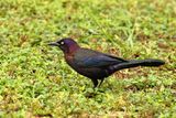 Common grackle (Quiscalus quiscula) 