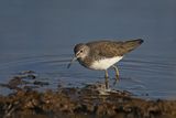 Green Sandpiper (Tringa ochropus) 