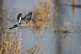 Black-tailed Godwit (Limosa limosa)