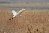 Great Egret (Ardea alba)