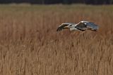 Grey Heron (Ardea cinerea)