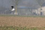 Hen Harrier (Circus cyaneus) 
