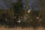 Black-tailed Godwit (Limosa limosa)