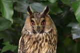 Long-eared Owl - Asio otus