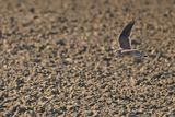 Common Kestrel (Falco tinnunculus) 