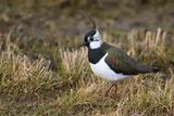Northern Lapwing (Vanellus vanellus)
