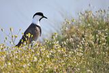 Spur-winged Plover (Vanellus spinosus)