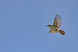 Zitting Cisticola - (Cisticola juncidis)