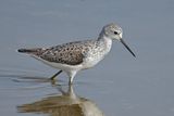 Marsh Sandpiper (Tringa stagnatilis)	